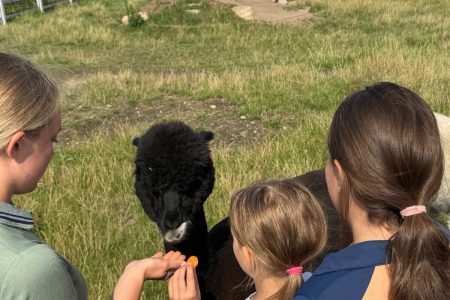 Stajnia Borycz - obozy i kolonie (12)