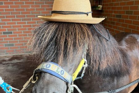 Stajnia Borycz - obozy i kolonie (22)