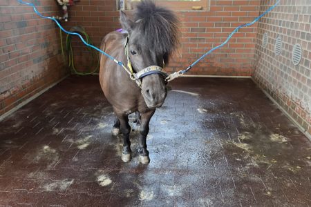 Stajnia Borycz - obozy i kolonie (41)